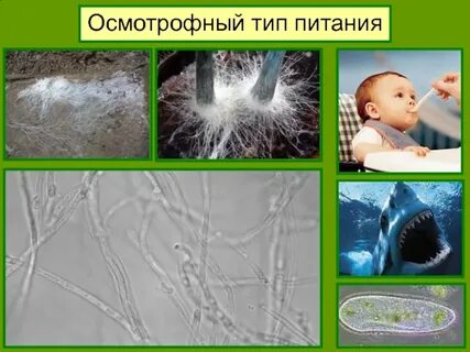 Осмотрофный способ питания