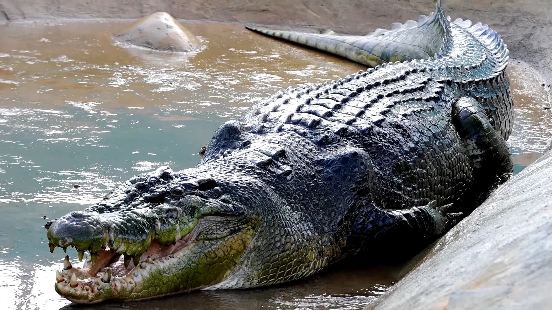 10 самых больших животных. Морской гребнистый крокодил. Гигантский гребнистый крокодил. Гребнистый крокодил и Нильский крокодил.