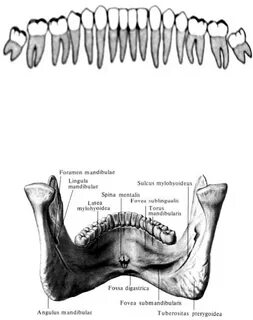 Spina mentalis