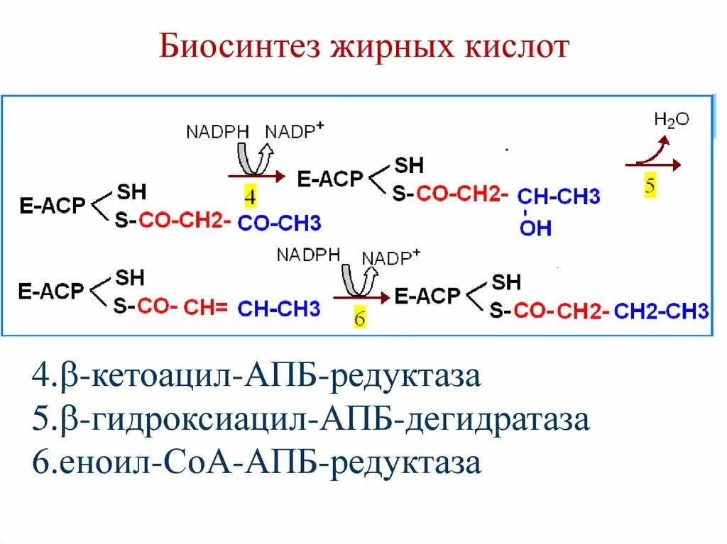 Синтез вжк. Коферменты биосинтеза жирных кислот. Цикл реакций биосинтеза высших жирных кислот. Биосинтез высших жирных кислот (ВЖК). Реакции восстановления при биосинтезе высших жирных кислот.