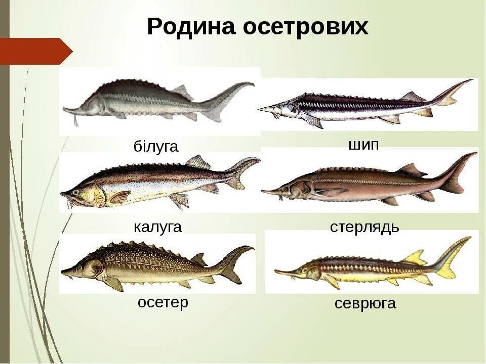 Рыба различие