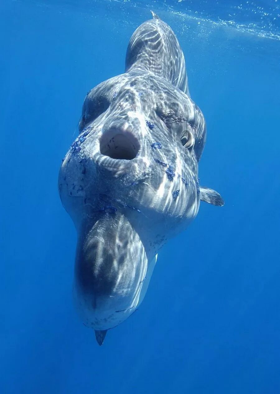 Mola Mola рыба. Океанская Солнечная рыба (Mola Mola). Рыба Луна мола мола. Моло моло рыба.