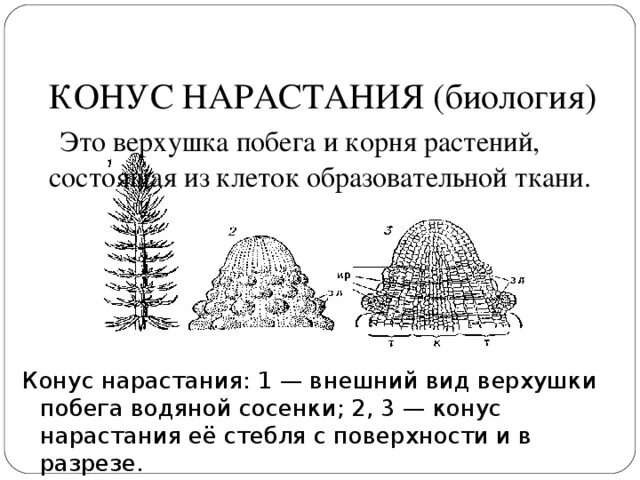 Конус нарастания побега и корня. Конус нарастания у растений. Строение конуса нарастания стебля. Клетки конуса нарастания.