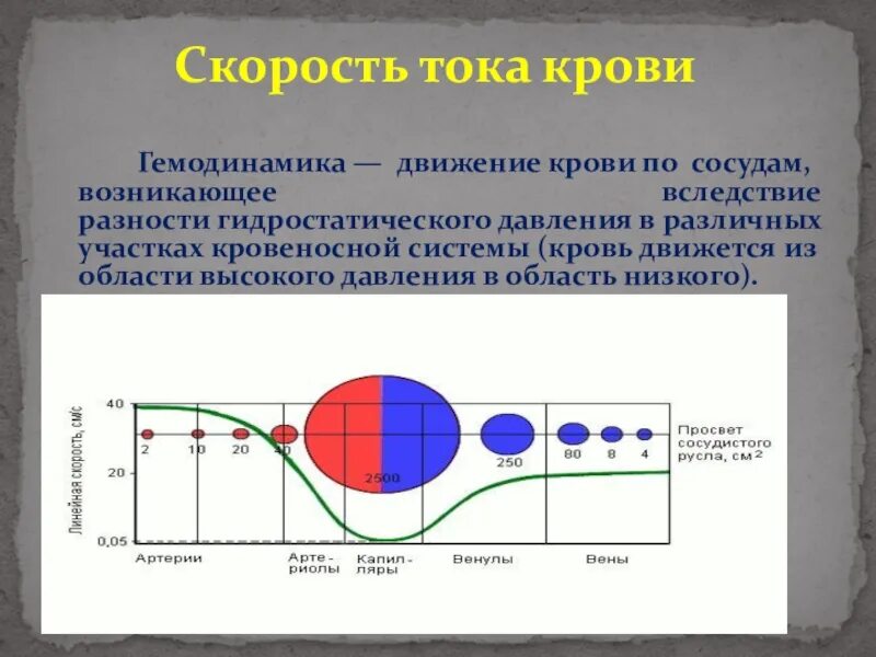 Какова зависимость изменения скорости движения крови. Давление и скорость крови в сосудах. Скорость крови по сосудам. Скорость движения крови по сосудам. Скорость движения крови в сосудах.