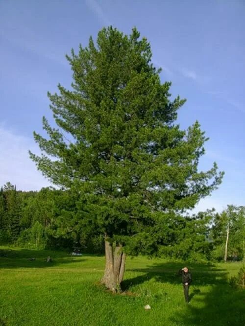 Кедр в подмосковье. Сосна сибирская кедр сибирский. pinus sibirica. сибирский кедр дерево. сосна кедровая сибирская.