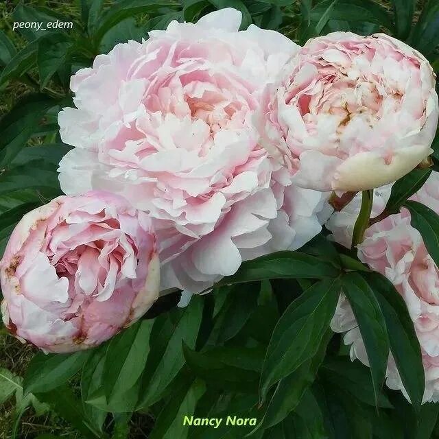 Пион nancy nora фото - Arhids.ru