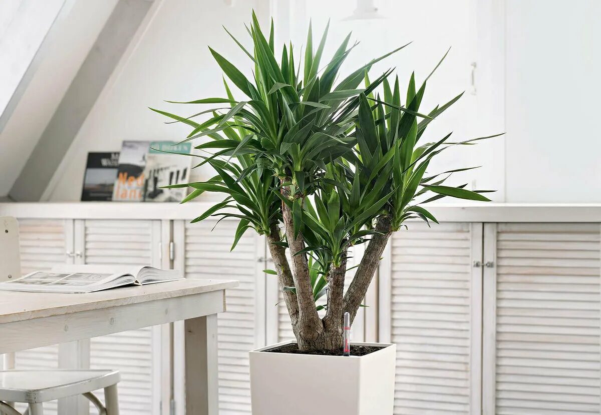 Юкка фото. Юкка цветок комнатный. Yucca ELEPHANTIPES Юкка слоновая. Юкка комнатная. Юкка энкель.