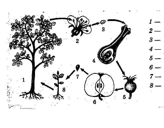 Схема развития покрытосеменных растений. Схема размножения яблони. Цикл развития цветкового растения яблоня. Жизненный цикл покрытосеменных растений рисунок.