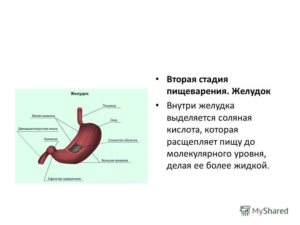 Пищеварительным функциям соляной кислоты. Процесс пищеварения в желудке.