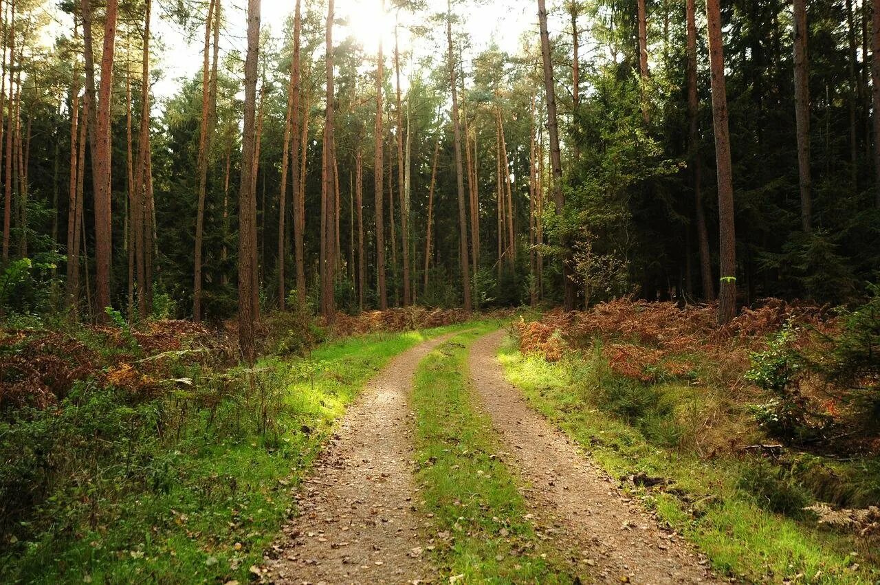 Природа лес дорога. Железноводск тропинка с деревьямм. Дорога в лесу. Лес у дороги. Поселок сосновый бор трасса м12.