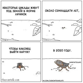 Цикл цикад