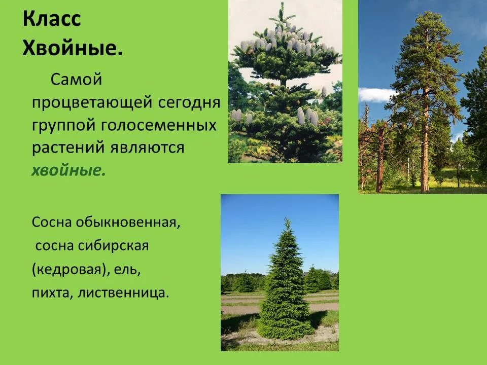Хозяйственное значение голосеменных растений составьте таблицу Голосеменные растения (Страницы 56,57) Рабочая тетрадь по биологии С ракушкой