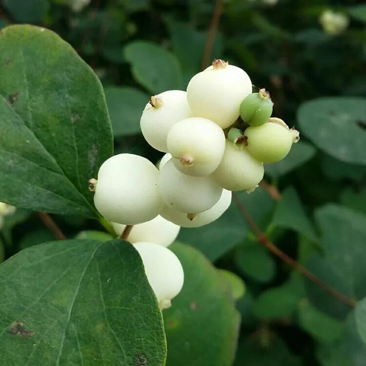 Снежноягодник (Symphoricarpos). Снежноягодник Symphoricarpos Albus. Снежноягодник белый Symphoricarpos Albus. Снежноягодник белый описание растения