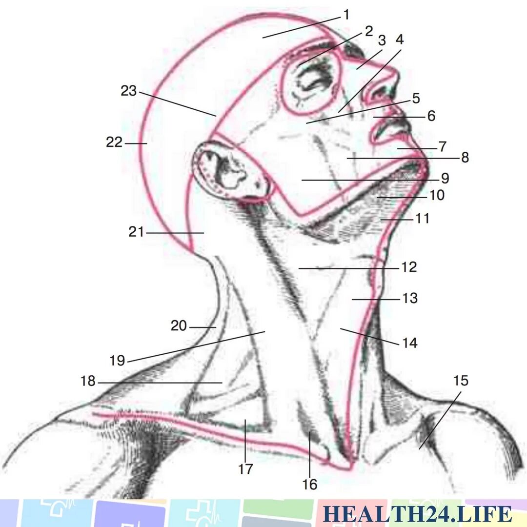 Схема лимфоузлов головы. Надключичные лимфоузлы расположение схема. Анатомические области головы и шеи. Области головы анатомия. Голлва области анатомия.