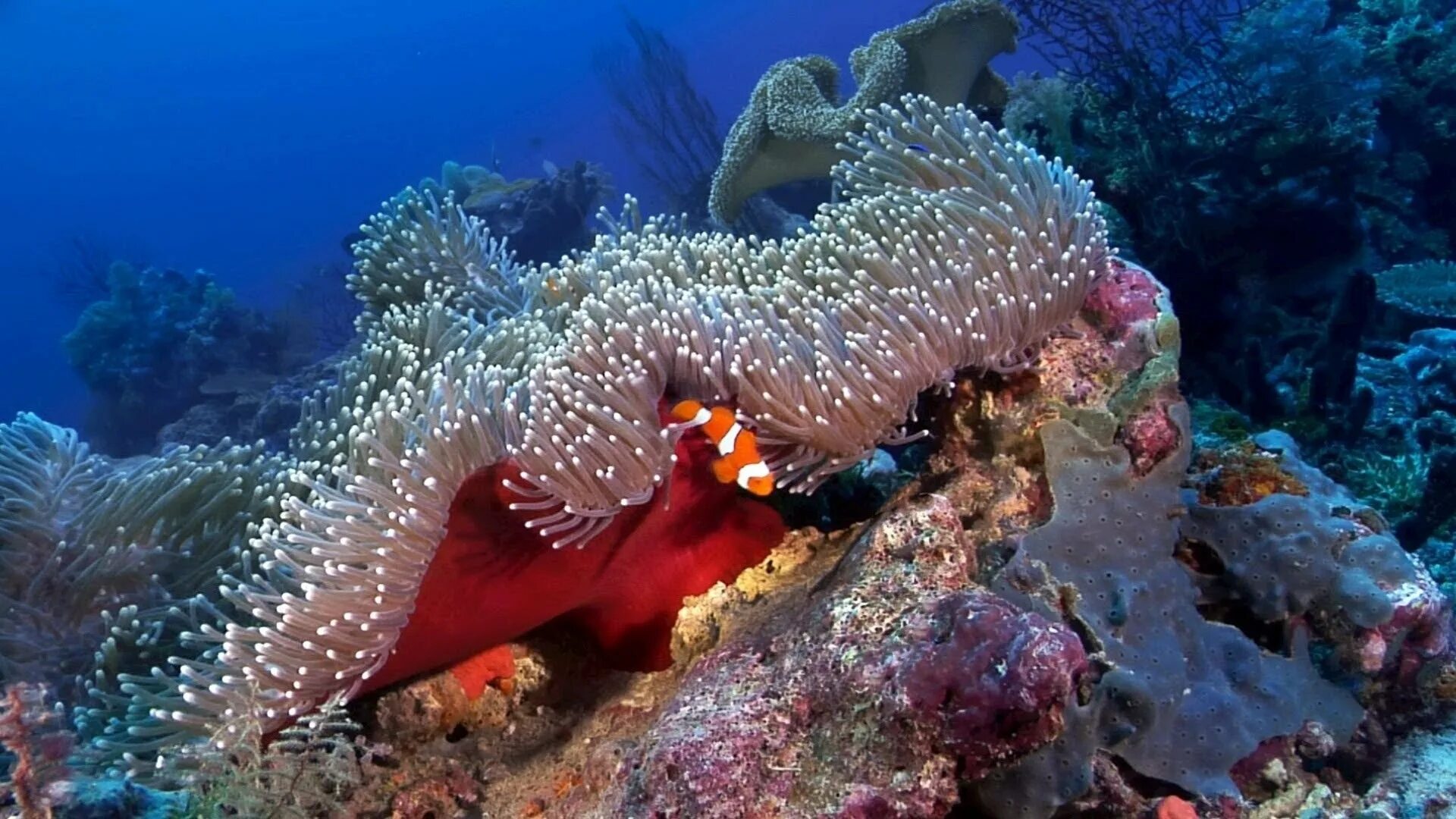 Мальдивы рифы мурены. Риф Шарм-Эль-Шейх. Актиния красное море. Большой Барьерный риф рыбы.