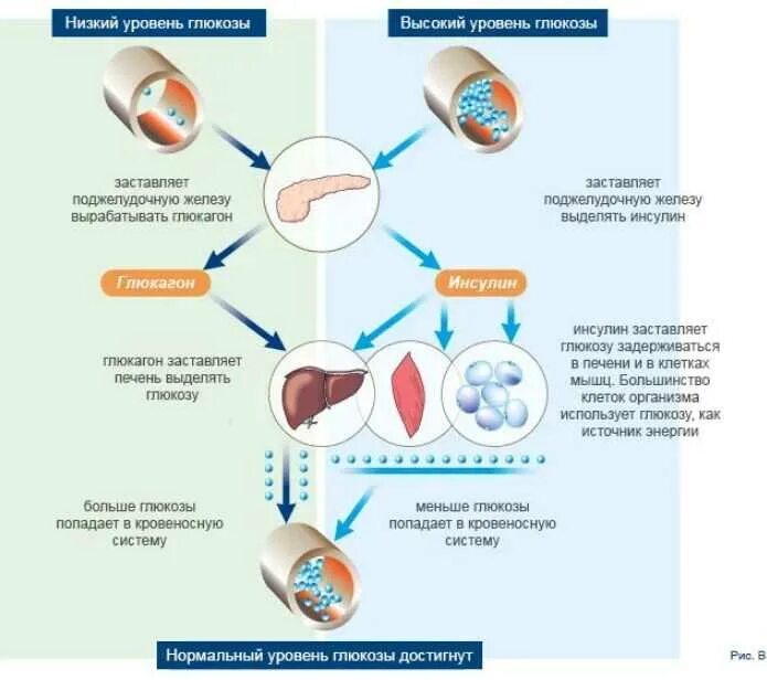 Уровень Глюкозы в крови рисунок. Низкий уровень Глюкозы в крови причины. Повышение уровня Глюкозы в крови сахарный диабет. Повышение и понижение Глюкозы в крови причины. Реакция организма на глюкозу