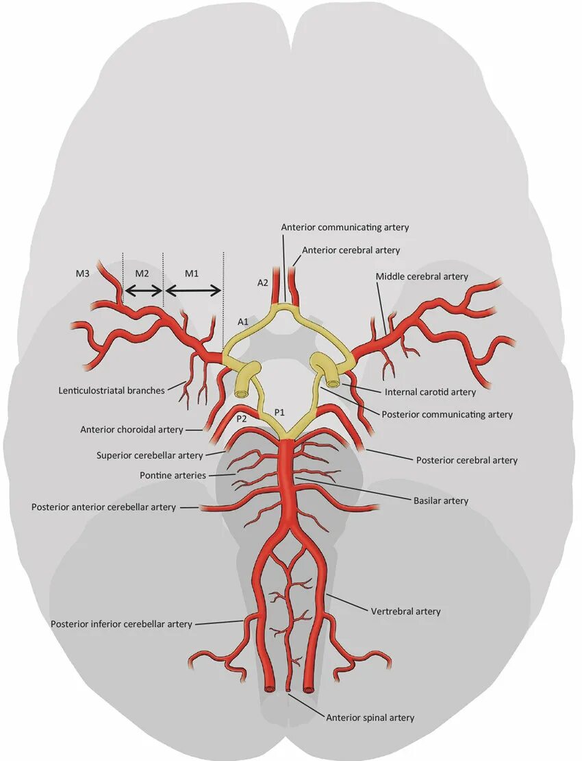 Виллизиев круг сосуды. Сегменты ПМА на segments of anterior cerebral artery. Anterior cerebral artery segment.