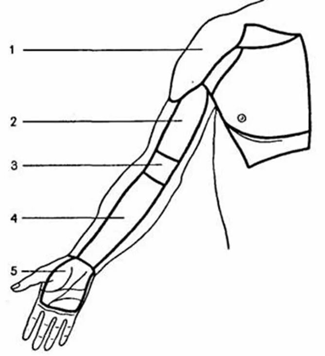 Стороны предплечья. Плечо и предплечье у человека анатомия. Анатомия руки плечо предплечье. Локтевая ямка анатомия. Медиальный сосудисто-нервный пучок предплечья.