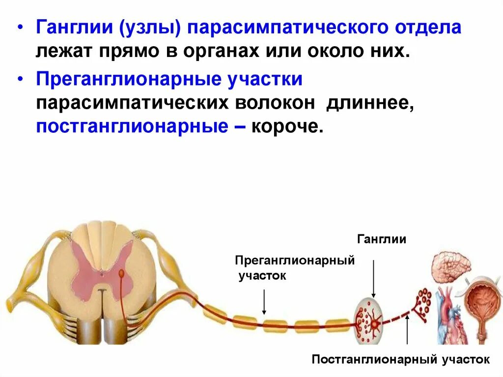 Что представляет собой ганглий. Постганглионарные волокна вегетативной нервной системы. Ганглии парасимпатического отдела. Ганглии соматической нервной системы. Анатомия:вегетативные узлы( ганглии).