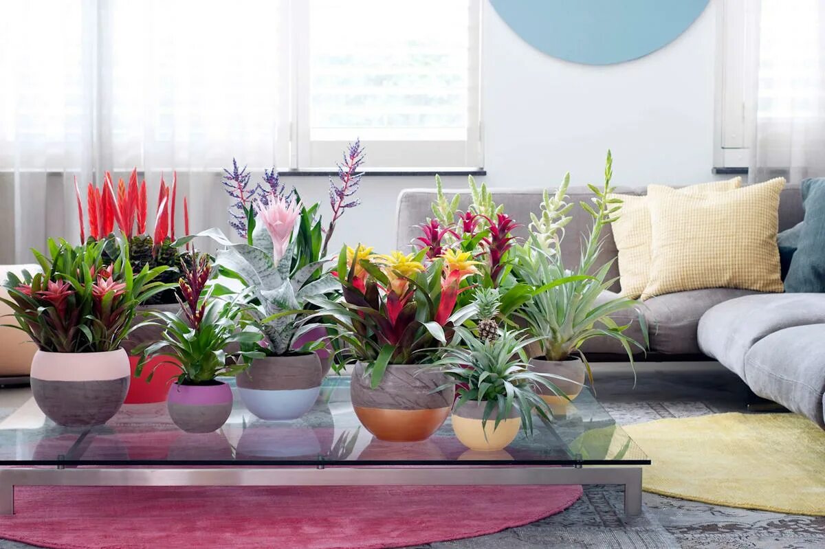 Комнатные растения. Декоративные растения для интерьера. Красивые комнатные растения. Комнатные растения в интерьере.