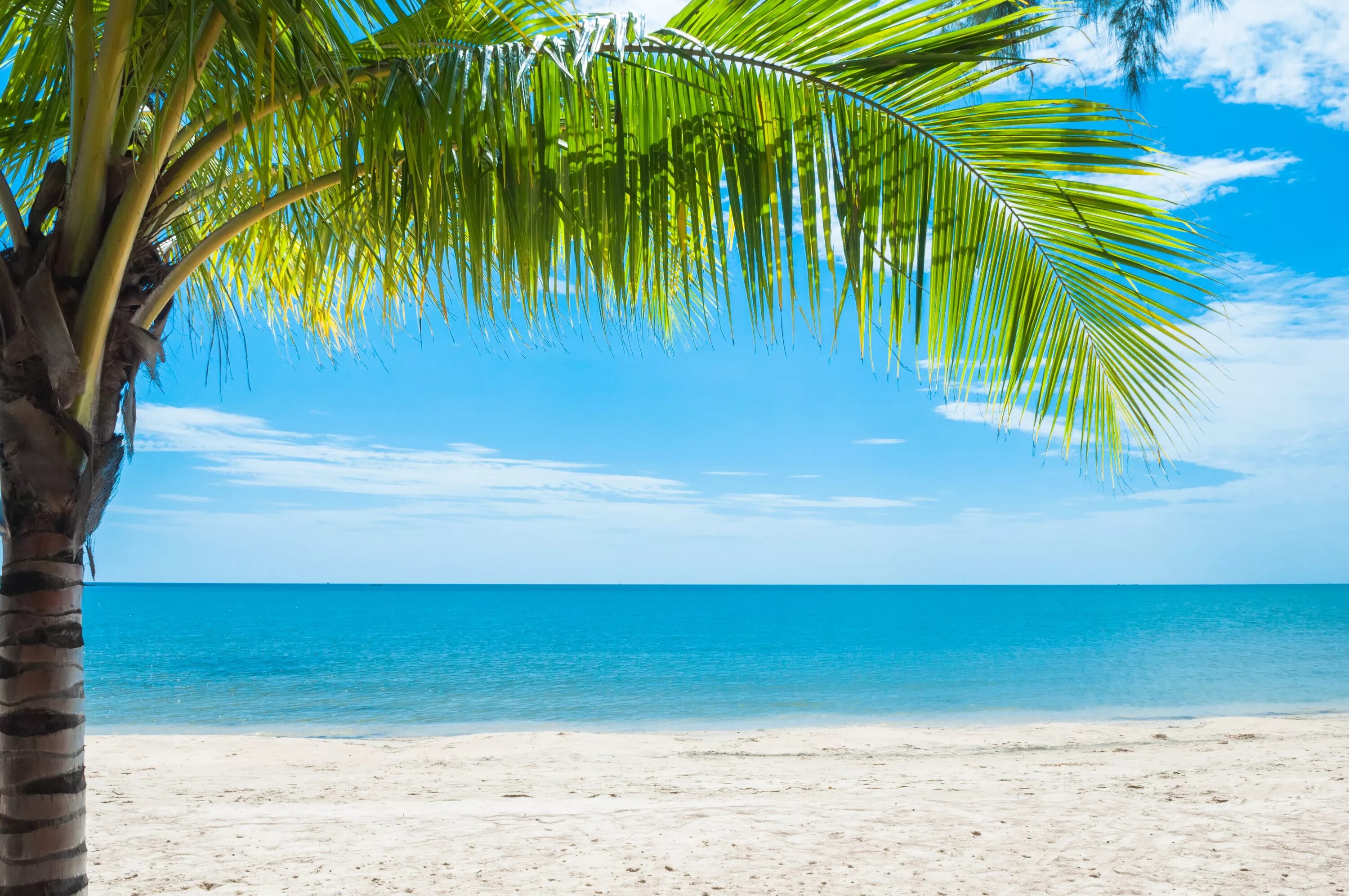Парадиз остров Карибского моря. Море пляж пальмы. Побережье с пальмами. Море пальмы и песок.