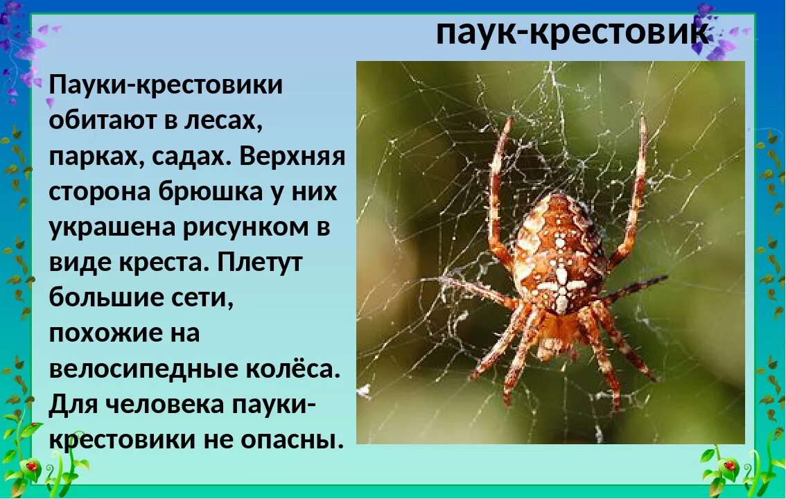 Паук относится к паукообразным. Паук крестовик место обитания. Паук крестовик среда обитания. Паук крестовик описание 2 класс. Паук крестовик окружающий мир 2 класс.