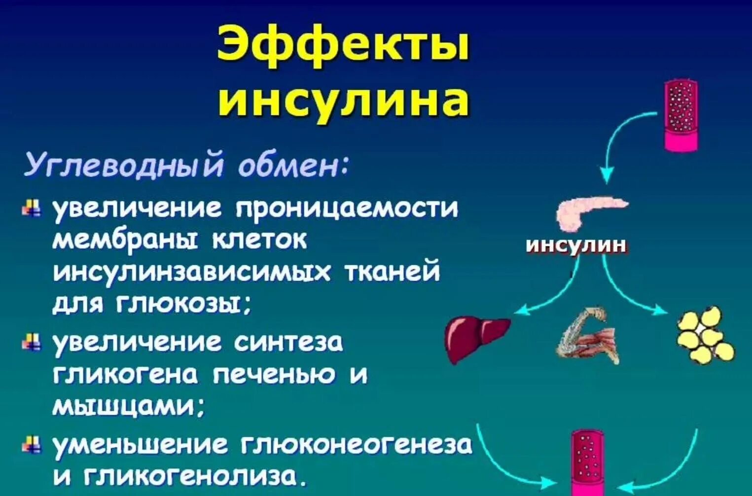 Инсулин и гормон роста. Инсулин эффект действия. Эффекты гликогена и инсулина. Инсулин гормон. Инсулин эффекты гормона.