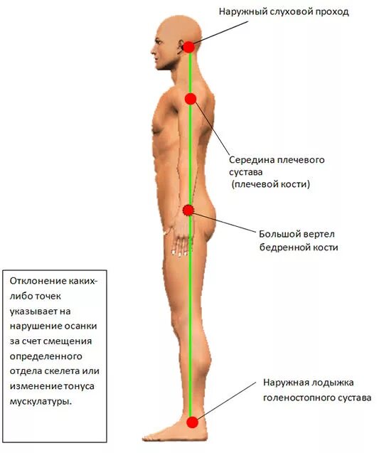 Вертикальное положение тела. Правильная осанка вид сбокк. Положение тела человека. Вертикальное положение тела человека. Правильное положение позвоночника.
