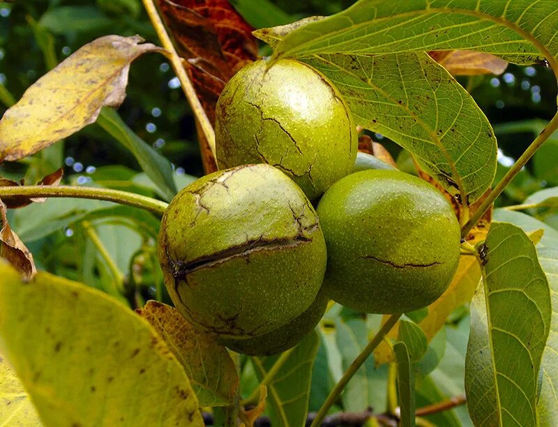 Орех грецкий. Грецкий орех чили. Грецкий орех незрелый плод дерево. Пекан и грецкий орех. Как называется грецкий орех.
