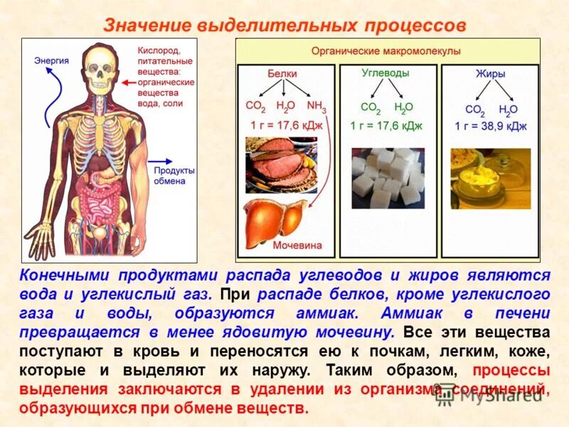 Конечный распад жиров