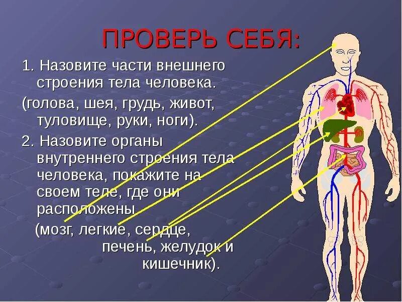 Фото строения человека 4 класс. Строение тела человека. Внутренние части тела человека. Строение организма человека. Внутреннее строение человека.