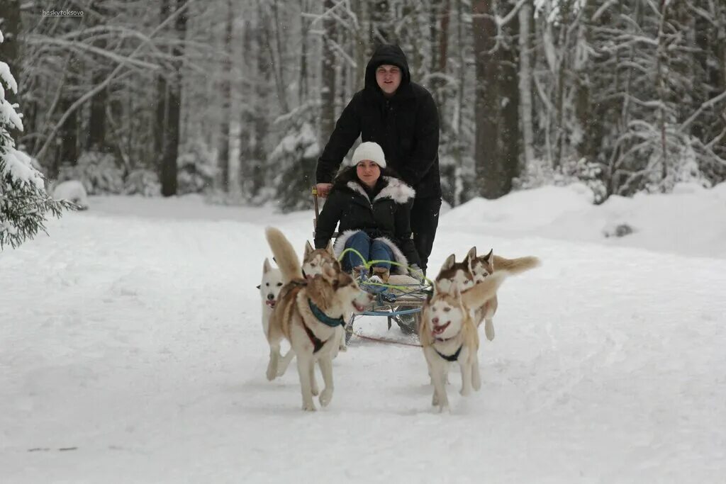 катание на хасках. катание на хаски кострома. клуб ездового спорта. токсово катание на хаски. катание на упряжках с хаски.