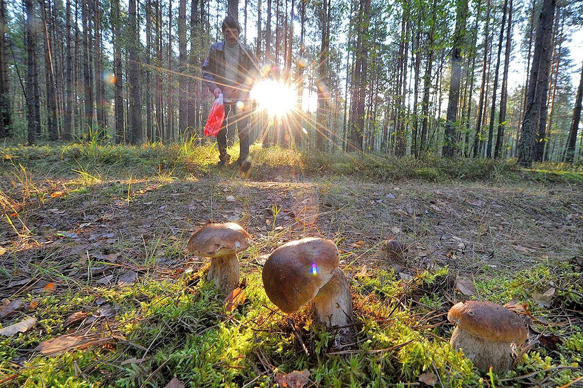 Сходить в лес. Петяярви грибы. Грибной лес. Сбор грибов в лесу. По грибы.