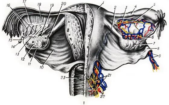 Брыжейка яичника анатомия. Яичник анатомия топография. Кровоснабжение и иннервация матки и яичников. Брыжейка маточной трубы на латыни.