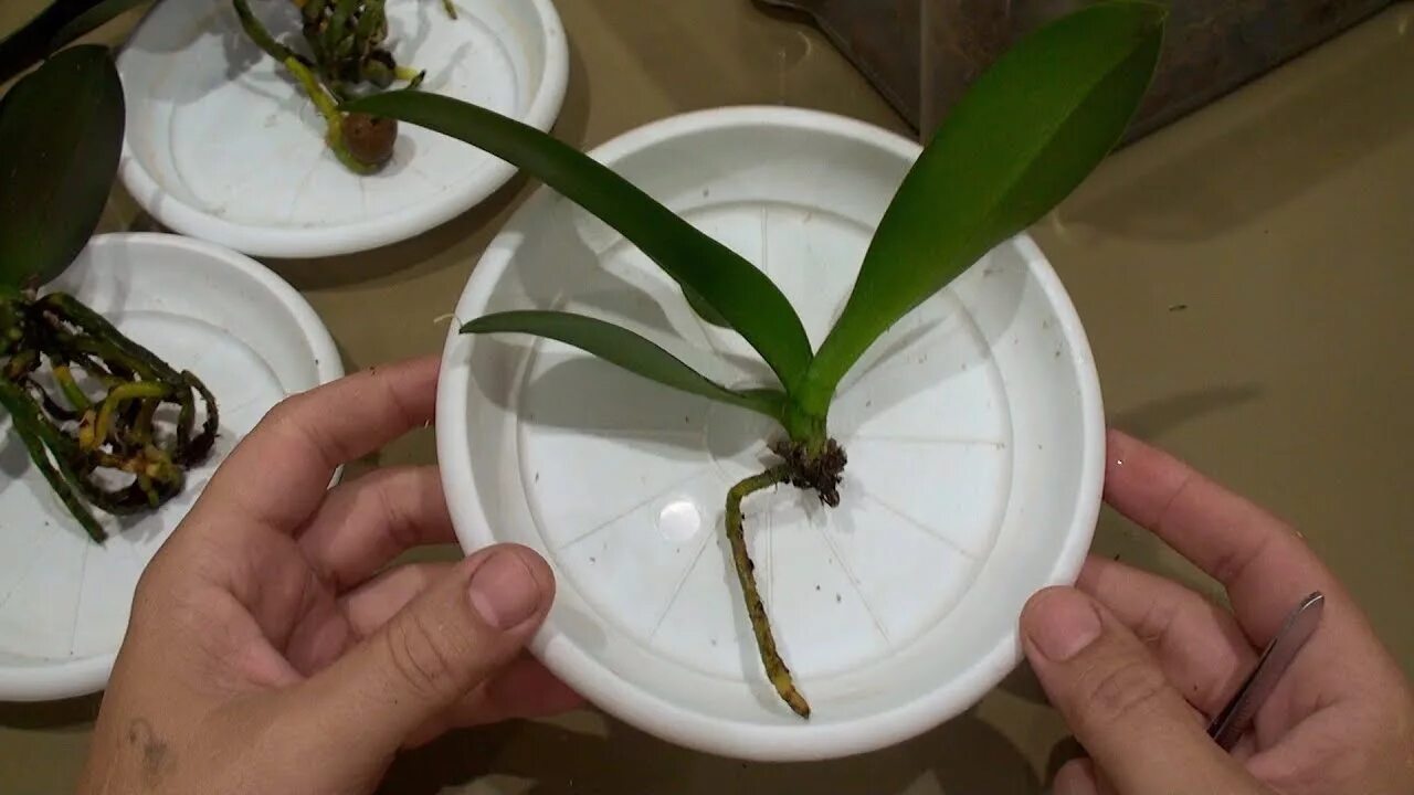 Орхидея в коре полив