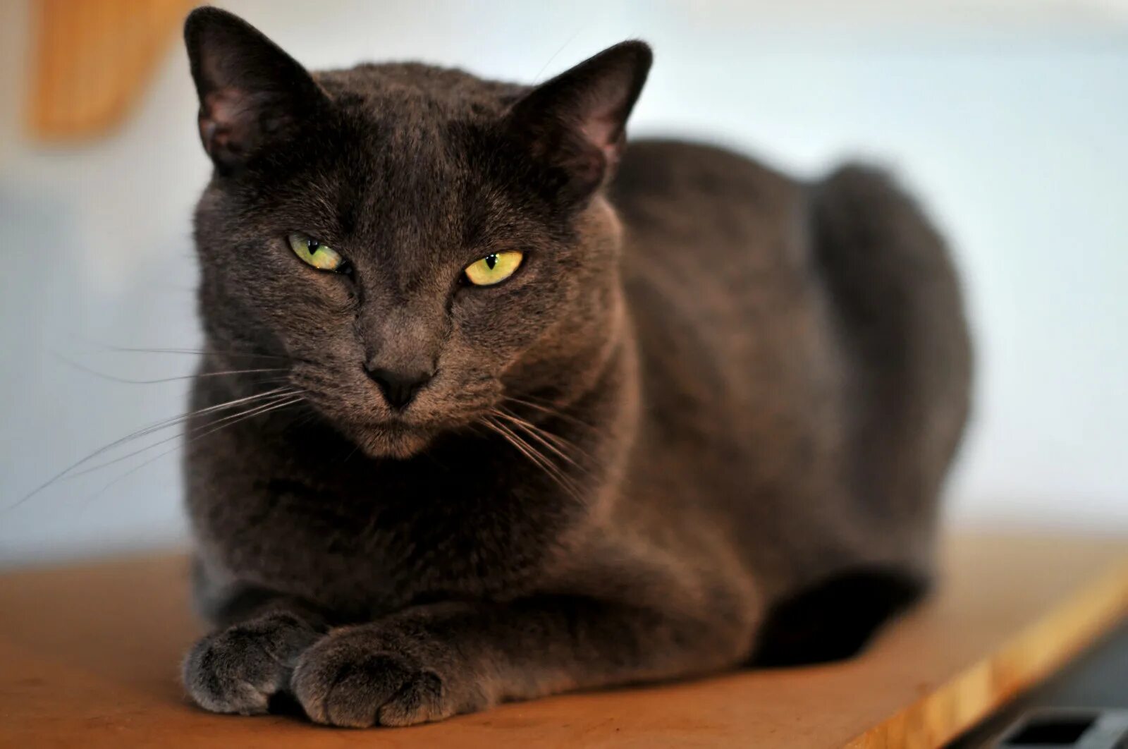 Корат порода кошек. Европейская короткошерстная кошка черная дымчатая. Британская короткошёрстная кошка. Европейская Бурма кошка. Порода кошек с черными глазами