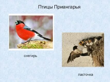 Ласточка снегирь