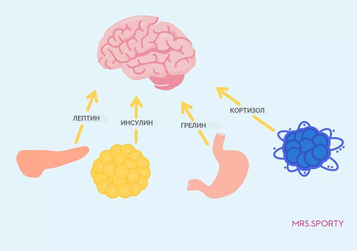 Инсулин чувство голода. Лептин и грелин гормоны. Грелин и гормон роста. Грелин гормон голода. Гормон голода лептин и грелин.