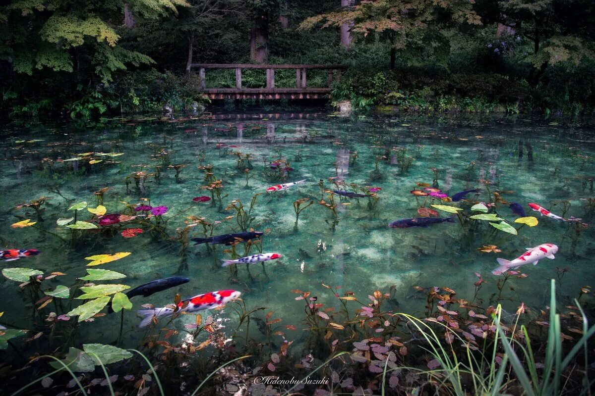 Японский пруд. Пруд Моне в Японии. Пруд Моне Гифу. Сад Клода Моне в Японии. Горный пруд в префектуре Гифу.