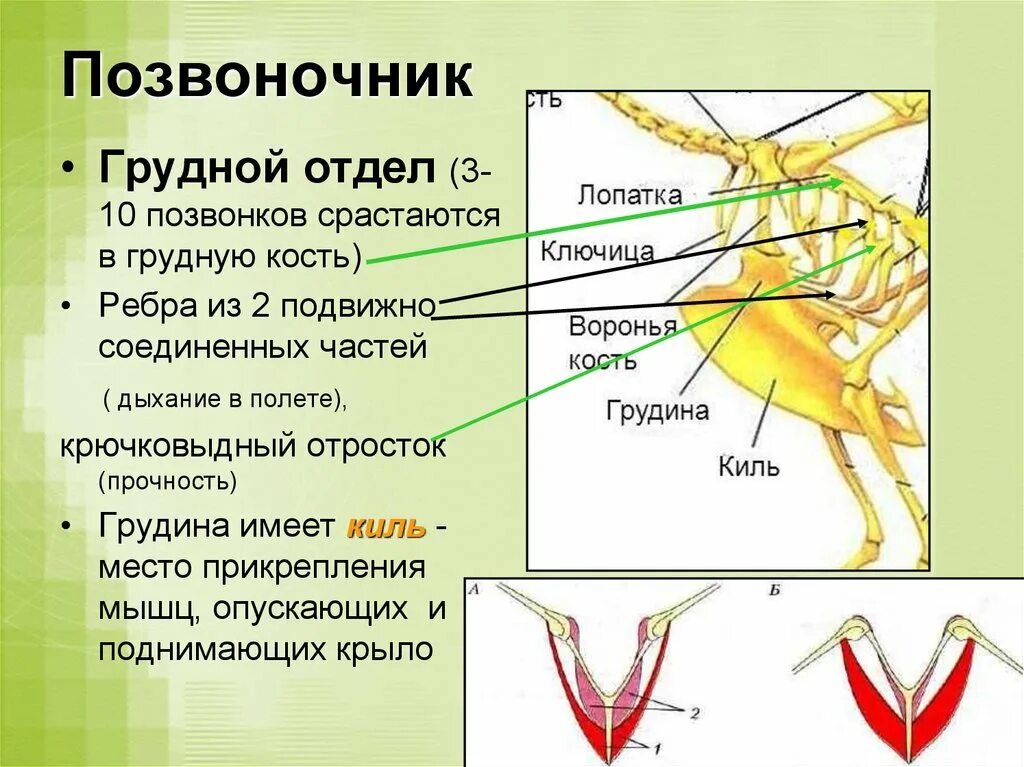 Скелет птицы позвоночник. Строение скелета птицы грудная клетка. Строение позвоночника птиц. Грудной отдел позвоночника у птиц.