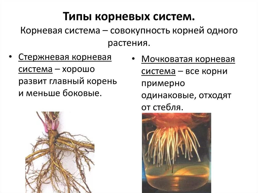 Растений имеют мочковатую корневую систему. Типы корневых систем стержневая и мочковатая. Стержневая и мочковатая корневая система. Корневая система 5 класс биология. Типы корневых систем 5 класс биология.