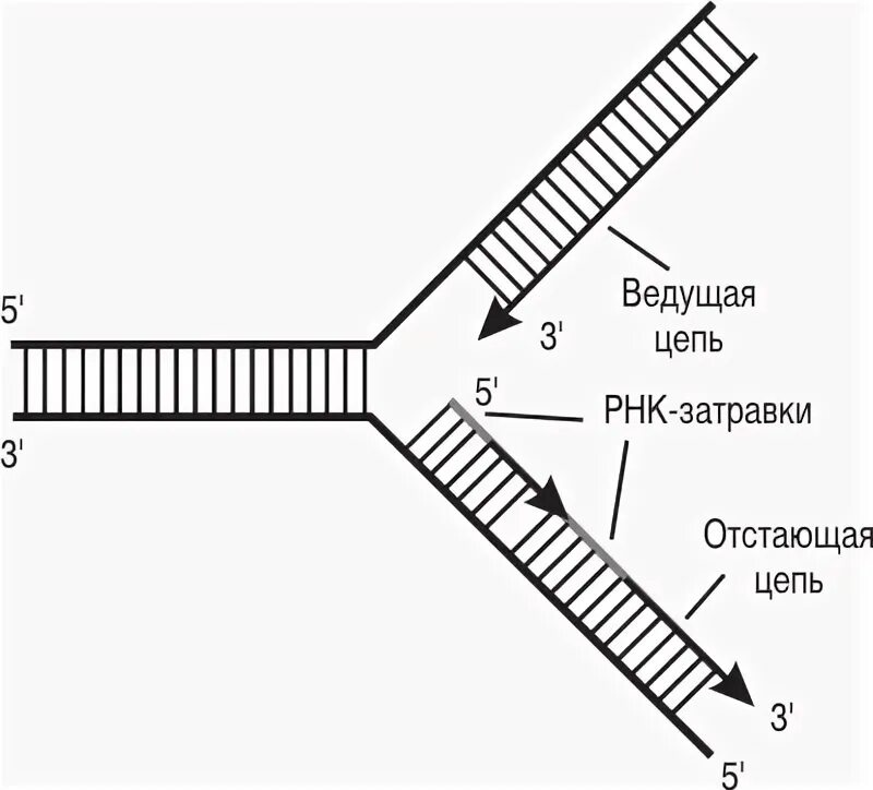 Фермент вилка. Репликация ДНК Репликационная вилка. Схема репликации ДНК. Репликационная вилка ДНК схема. Схема репликативная вилка биохимия.