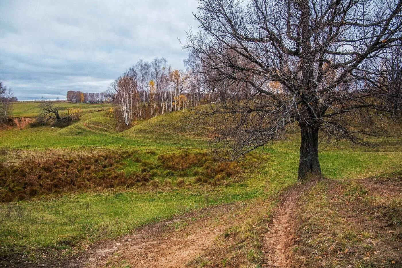 Дерево на холме. Одинокое зеленое дерево. Дубовый холм. Дубовый рынок темрюкский район. Одинокое дерево на холме.