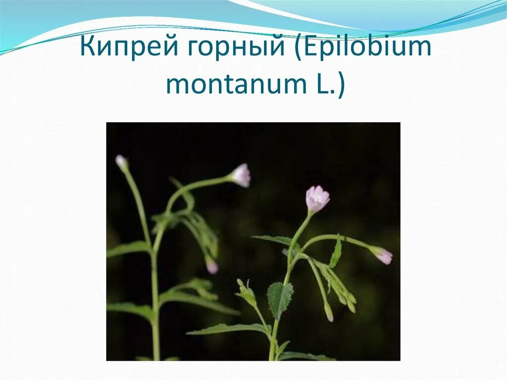 Кипрей царство отдел. Семейство Кипрейные. Кипрей горный Epilobium montanum. Семейство Кипрейные представители. Строение цветка Кипрейные.