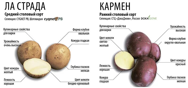 Картофель Прайм Вегетория Гала мытый 1 кг пакет - состав и характеристика - Мега