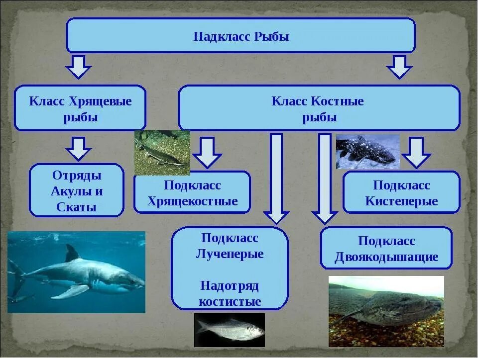Биология 7 класс параграф рыбы. Многообразие костных рыб схема. Отряды костных рыб схема. Класс костные рыбы схема. Классификация костных рыб.