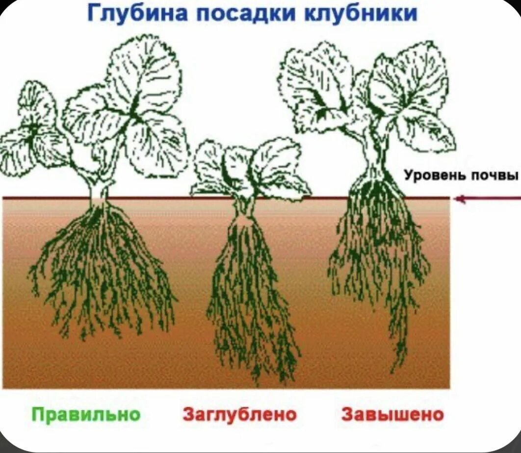 Глубина посадки клубники. Посадка клубники уровнями. Порядок посадки клубники. Правильная посадка клубники