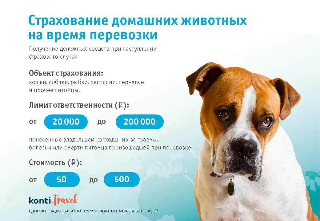 Страхование животных. Страховка животных. животные страхование. страхование животных стоимость.