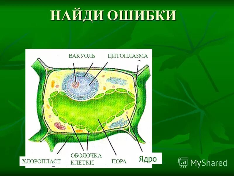 строение поры растительной клетки. поры клетки. поры растительной клетки. поры в оболочке растительной клетки. поры клетки функции.