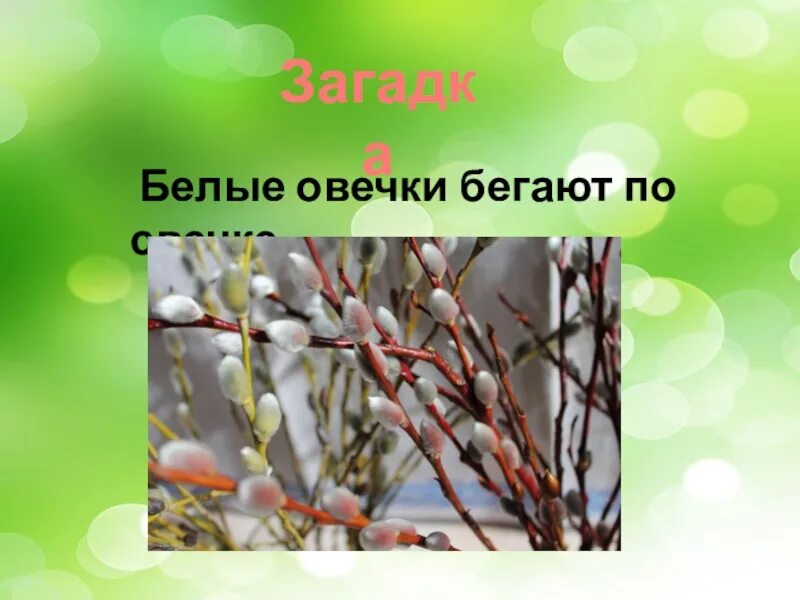 загадка на зеленом шнурочке белые звоночки отгадка. загадка белые овечки бегают по свечке отгадка. скороговорки про весну для детей. белые овечки бегают по свечке. презентация на тему скребицкий весна художник.